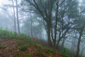 pine tree rainforest at mon jong national park ,chaing mai,Thailand