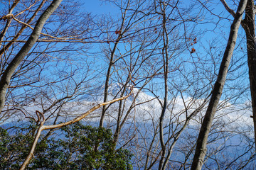 毛無山から見る富士山と朝霧高原