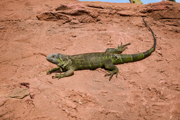 Iguana