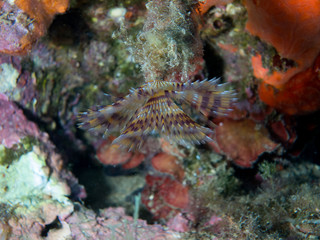 seabed with underwater life