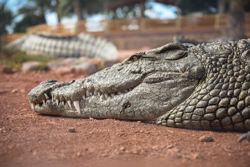 Obraz premium African crocodiles