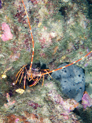 seabed with underwater life