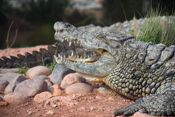 Fototapeta premium African crocodiles