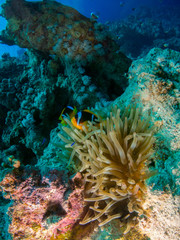 Fototapeta na wymiar seabed with underwater life