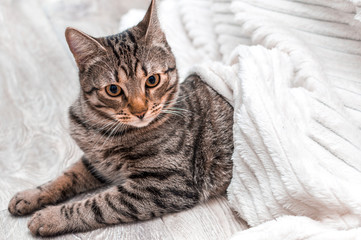 Portrait of a gray cat with yellow eyes under a white blanket