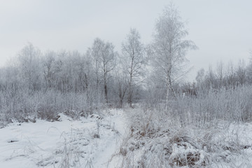 Frosty cold winter snow-covered forest