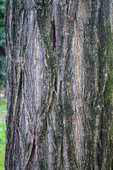 текстура натуральная кора дерева