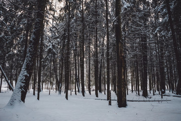 Severe but beautiful snow-covered winter forest