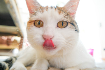 mimi streckt zunge raus I