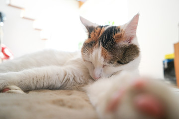 mimi beim schlafen I