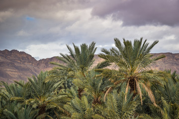Fototapeta na wymiar Palm Forest in Morocco