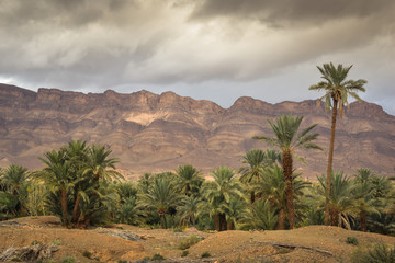 Palm Forest in Morocco