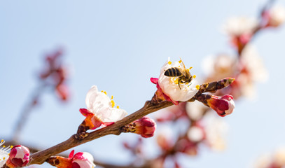 Apricot flowers pollination