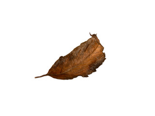 Old brown leaves on a separate white background.
