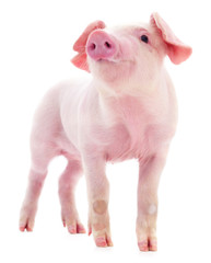 Small pink pig isolated. © Galyna