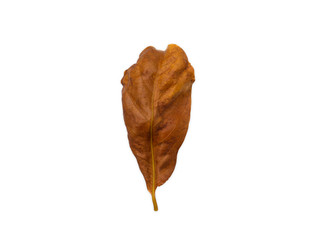 Old brown leaves on a separate white background.