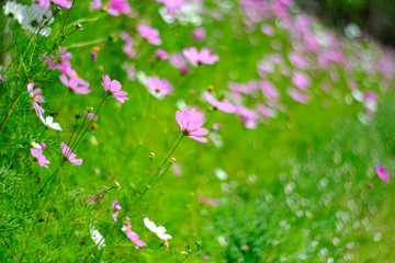 close up Cosmos flower garden and natural green background. Blurred image to make vintage style.

