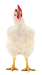 White hen isolated.