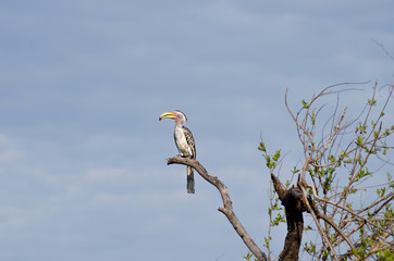 African Hornbill