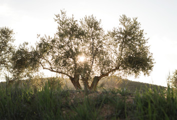 Olive tree in the countryside at sunset