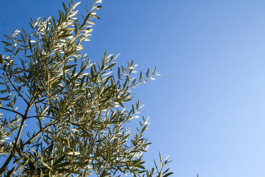 Olive leaves and blue sky