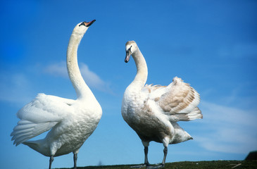 First love of young swans in mating season. Practizising there first courtship danc and mating ritual. 