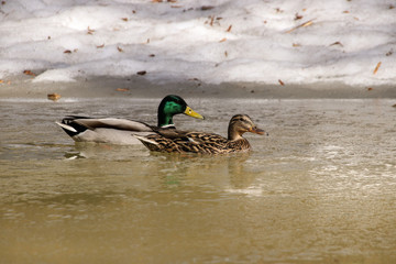 Wild mallard ducks male and female swim in snowy ice water in winter