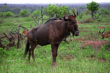 Wildebeest