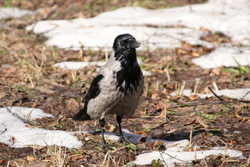 The gray crow sedentary species of birds living all year round in the city in winter walks on the ground and snow in search of food