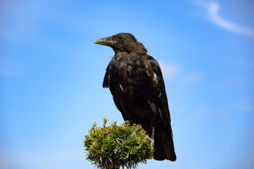black Crow
