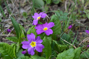 The first spring flowers after winter