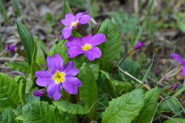 The first spring flowers after winter