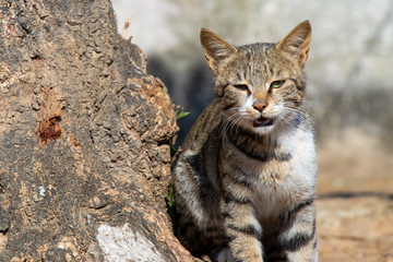 Beautiful cat setting with tree and looking into camera