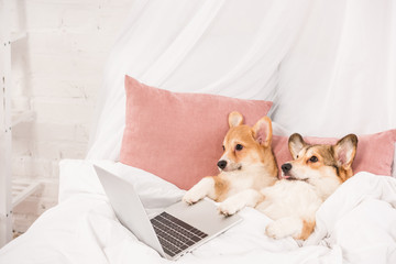 pembroke welsh corgi dogs lying in bed with laptop at home