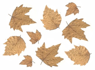 Collection of autumn leaves on white background