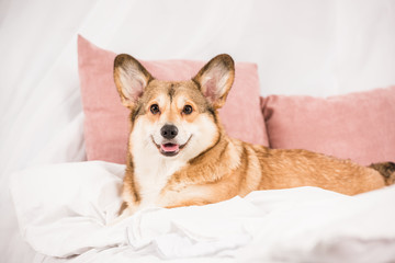 adorable pembroke welsh corgi lying on bed at home