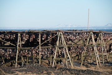Trockenfischproduktion in Island