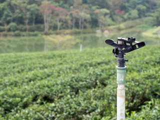 Springer Watering The background is a green tea Plantation.