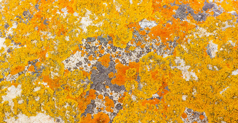 Macro close-up texture of yellow and orange lichen - Powered by Adobe