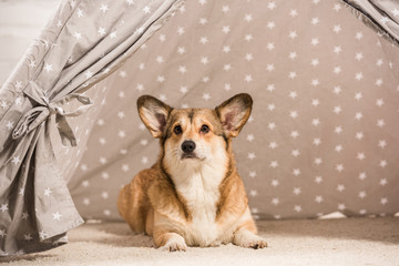 cute welsh corgi dog lying in wigwam and looking away at home © LIGHTFIELD STUDIOS