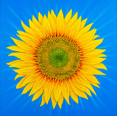 Sunflower - a symbol of the sun. Light and warmth giving Life.