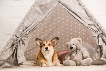 cute welsh corgi dog lying in wigwam with teddy bear at home © LIGHTFIELD STUDIOS