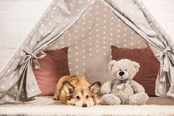 adorable welsh corgi dog lying in wigwam with teddy bear © LIGHTFIELD STUDIOS