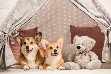 cute pembroke welsh corgi dogs lying in wigwam with teddy bear at home © LIGHTFIELD STUDIOS
