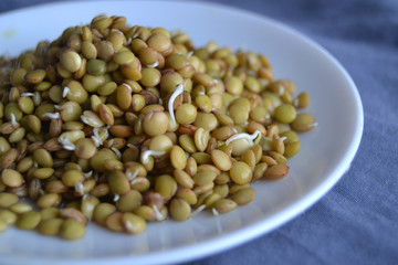 fresh, tasty lentil sprouts. seeds sprouts. organic lentil sprouts in the hand.  lentil seedlings Raw vegan healthy food. lentil sprouts macro.