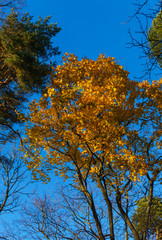 The last leaves on the branches of trees. Autumn landscape