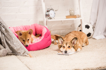 cute welsh corgi dogs resting in soft pet house and on fluffy rug at home