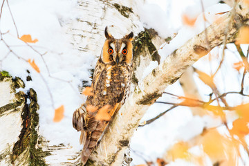 owl with big eyes sitting on a tree