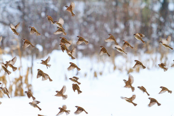 sparrow in flight on a winter day