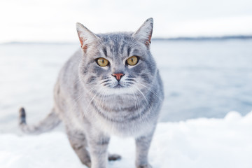 Obraz na płótnie Canvas Grey striped cat walks on the snow-covered Bank of the river or the sea on a frosty Sunny day
